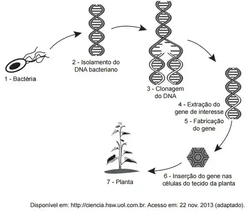 Em um laboratório de genética experimental, observou-se que determinada bactéria continha um gene que conferia resistência a pragas especı́ficas de plantas. Em vista disso, os pesquisadores procederam de acordo com a figura.