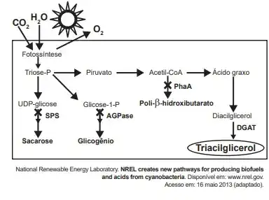 O quadro é um esquema da via de produção de biocombustível com base no cultivo de uma cianobactéria geneticamente modificada com a inserção do gene DGAT.