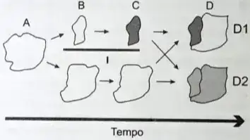 Uma população (momento A) sofre isolamento em duas subpopulações (momento B) por um fator de isolamento (I). Passado um tempo, essas subpopulações apresentam características fenotípicas e genotípicas que as distinguem (momento C), representadas na figura pelas tonalidades de cor. O posterior desaparecimento do fator de isolamento I pode levar, no momento D, às situações D1 e D2