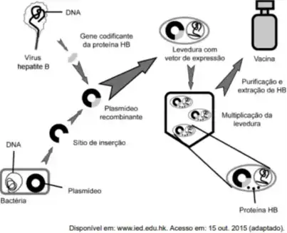 Analise o esquema de uma metodologia utilizada na produção de vacinas contra a hepatite B