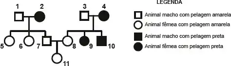Já o alelo recessivo (a) não é letal e determina a presença de pelos pretos. Com base nessas informações, considere o heredograma: