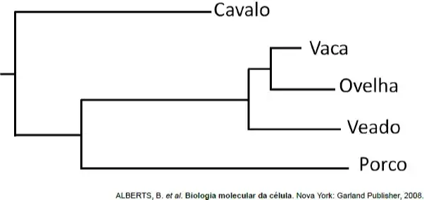 Partindo-se desses pressupostos, foi construída uma árvore filogenética de alguns mamíferos, conforme a figura, na qual o comprimento da linha horizontal é proporcional ao tempo de surgimento da espécie a partir de seu ancestral mais próximo